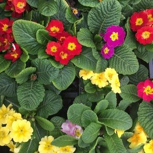 Meet your Posher, Natasha